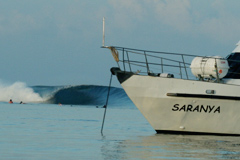 Saranya_mentawai3.jpg